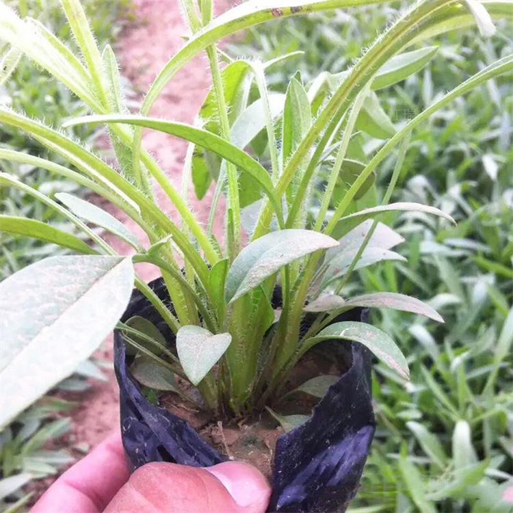 基地供应金鸡菊 大花金鸡菊批售 北京金鸡菊种子