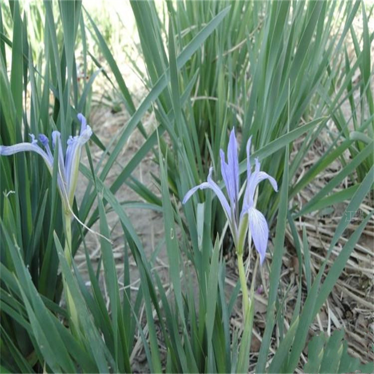 基地供应马兰花 辽宁马兰花批发采购 江瑞