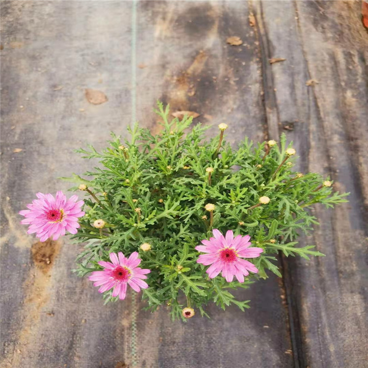 江苏姬小菊基地 花坛布置姬小菊批发 江瑞花卉