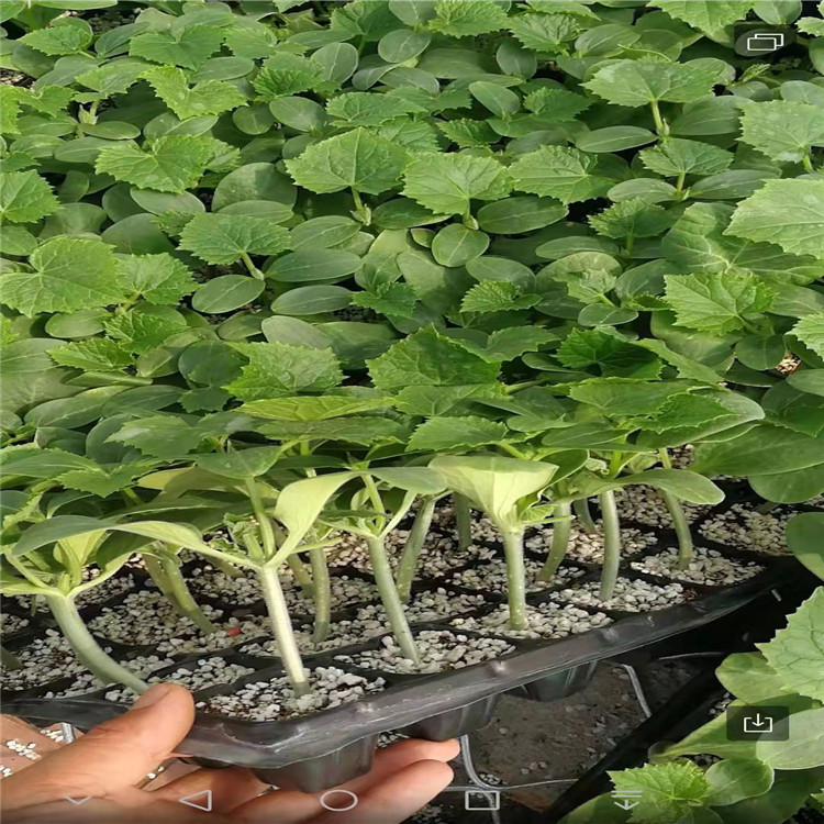 寿光农业种植旱黄瓜种子    旱黄瓜种子性价比好