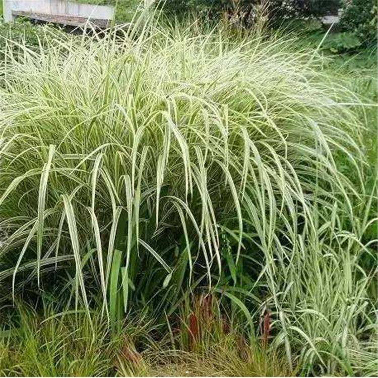 地栽苗花叶芒价格 湿地绿化花叶芒 夏杰花卉 广场组摆
