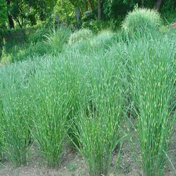 斑叶芒草苗圃销售 斑叶芒行情 夏杰花卉 委陵菜供货商