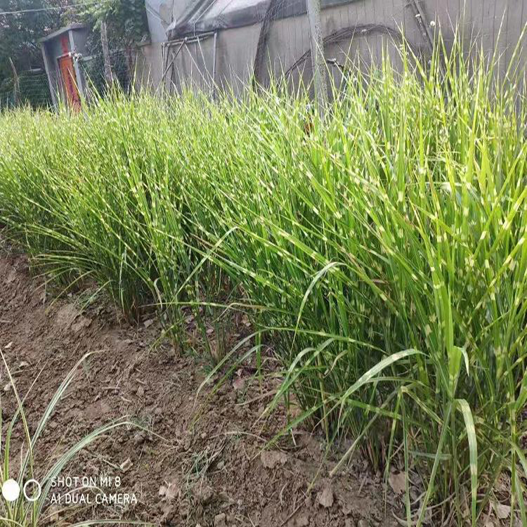 细叶芒花叶芒工程绿化苗 水边绿化花叶芒 夏杰花卉 苗圃直发