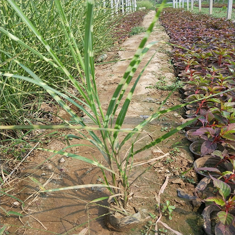斑叶芒产地批发价格 委陵菜批发商