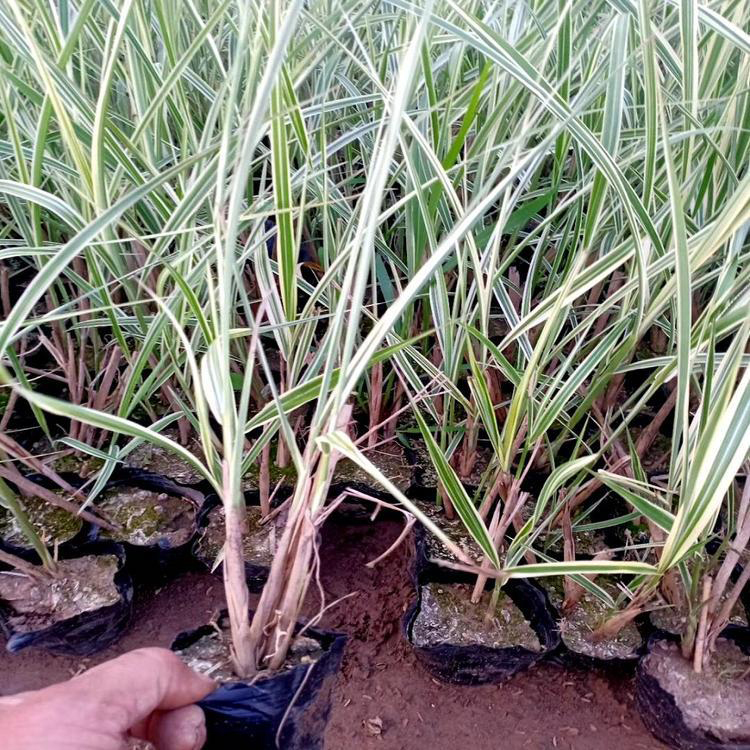 大量出售花叶芒 水培植物花叶芒 夏杰花卉 基地种植