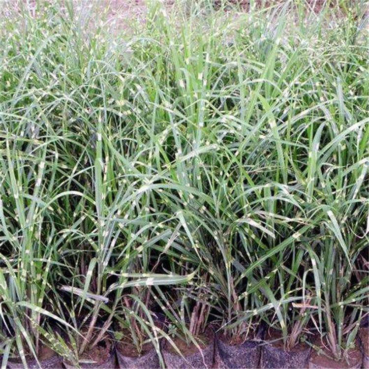 花叶芒庭院园林植物 五一草花