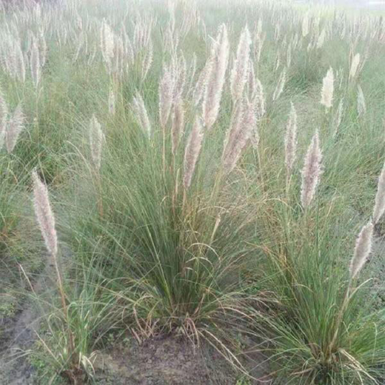 营养袋粉蒲苇报价 粉蒲苇观赏草批发