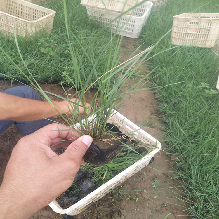 园林绿化岸边栽植矮蒲苇 广场花卉摆放