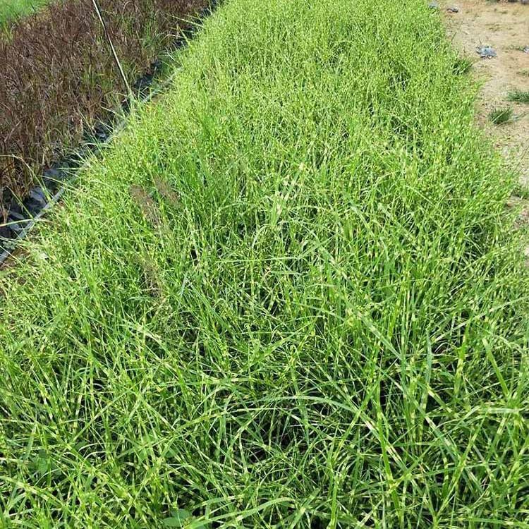大量出售花叶芒 宿根花卉花叶芒