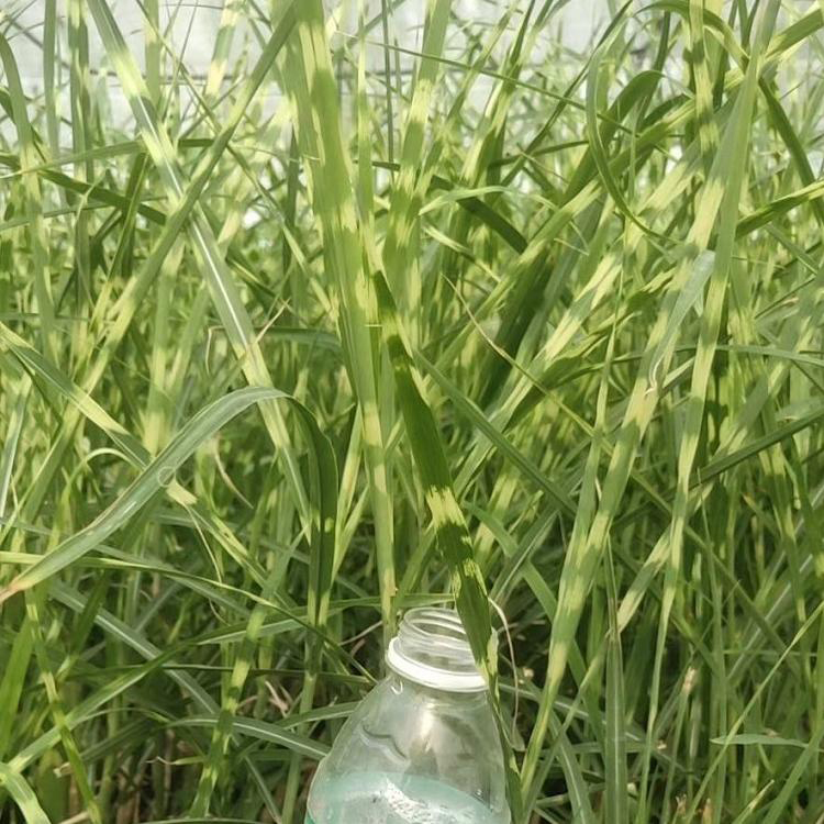 湿地绿化斑叶芒 供应斑叶芒基地 夏杰花卉 小区草花
