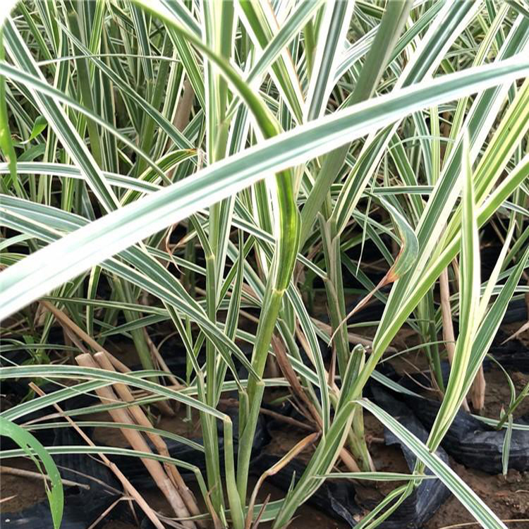 大量出售花叶芒 水培植物花叶芒 夏杰花卉 市场报价