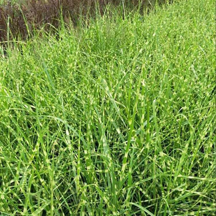 基地大量花叶芒 基地常年批发