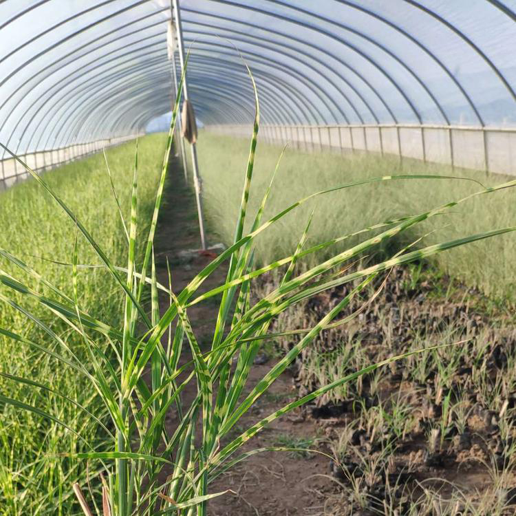 青州观赏盆栽斑叶芒 广场花卉摆放