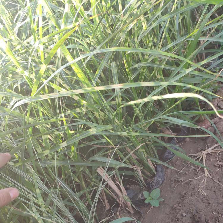 工程花坛花叶芒苗 苗圃销售花叶芒 夏杰花卉 广场组摆设计施工