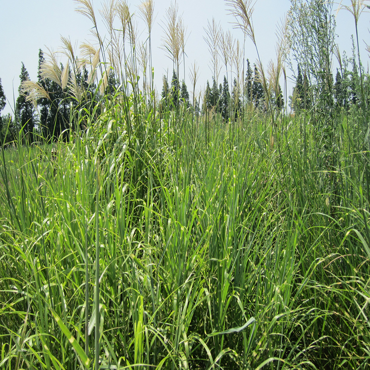 批发供应斑叶芒 斑叶芒产地批发价格 夏杰花卉 广场组摆设计施工