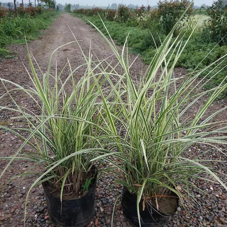 晨光芒草价格 青州绿化地栽晨光芒 夏杰花卉 公路草花