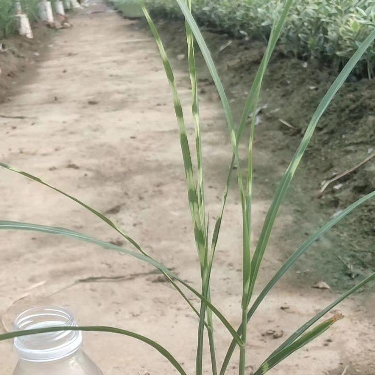 大量出售斑叶芒 斑叶芒产地批发价格 夏杰花卉 苗圃直发