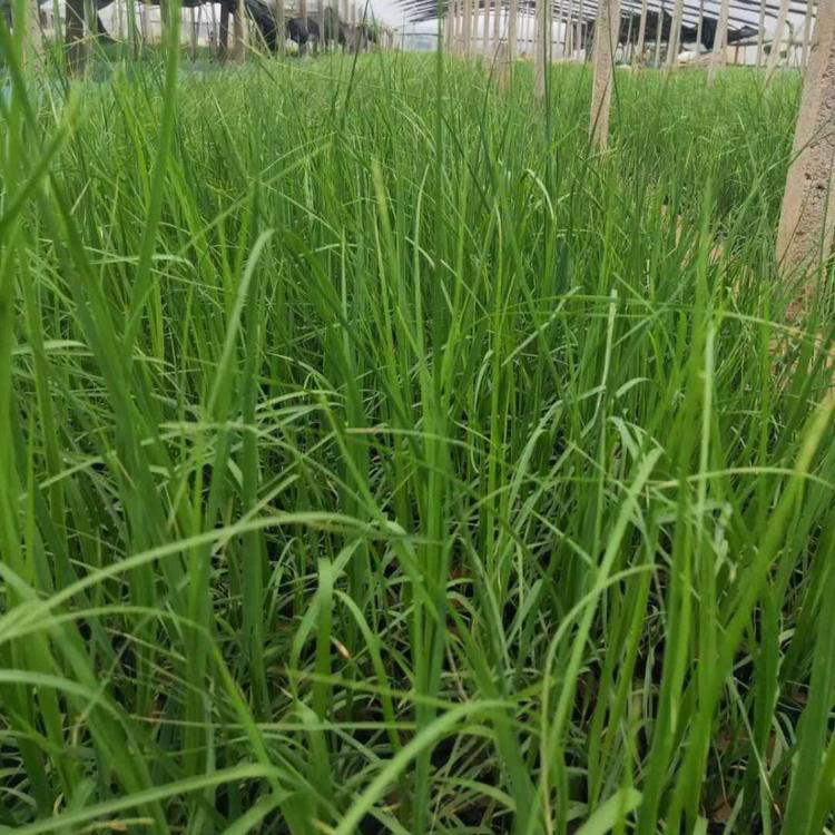 矮蒲苇北方基地 防止水土流失矮蒲苇 夏杰花卉 美丽乡村用马鞭草