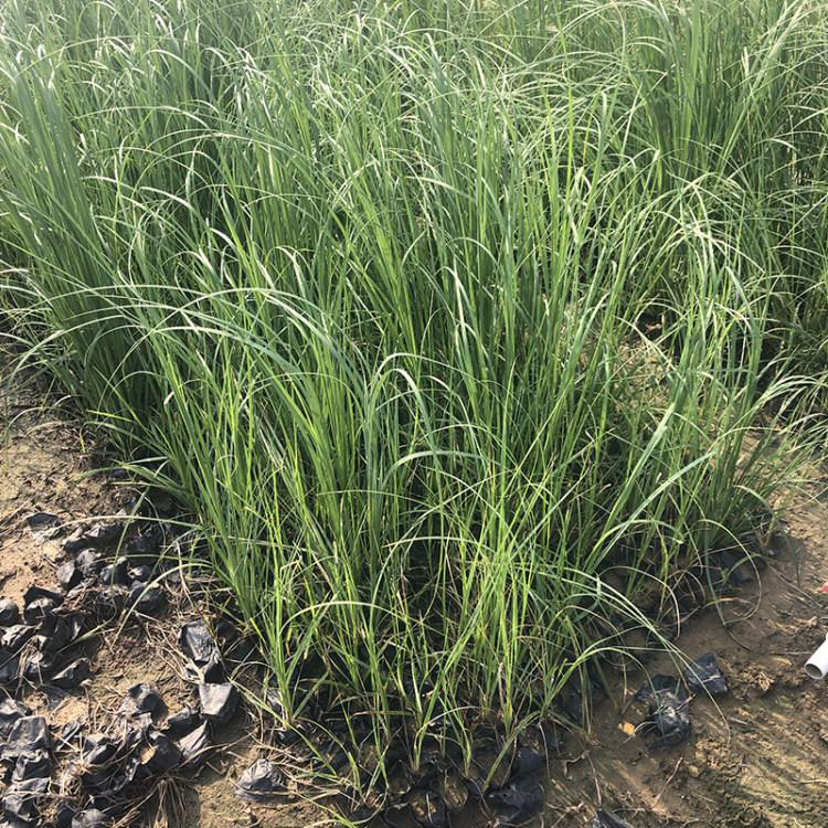 园林绿化岸边栽植矮蒲苇 马鞭草批发价格