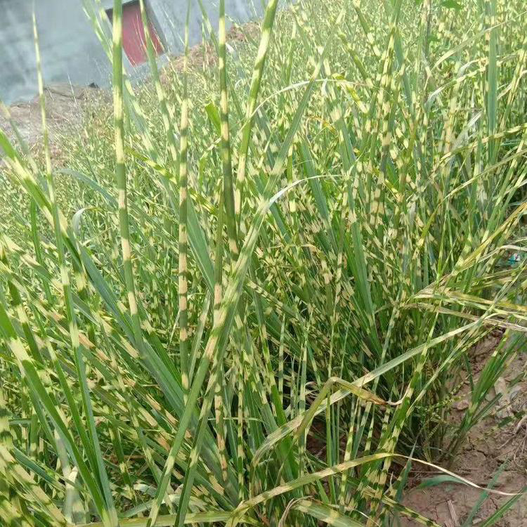 公园绿化用花叶芒 基地常年批发