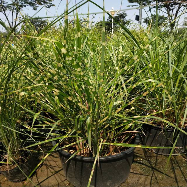 宿根花卉斑叶芒 山东斑叶芒种植基地