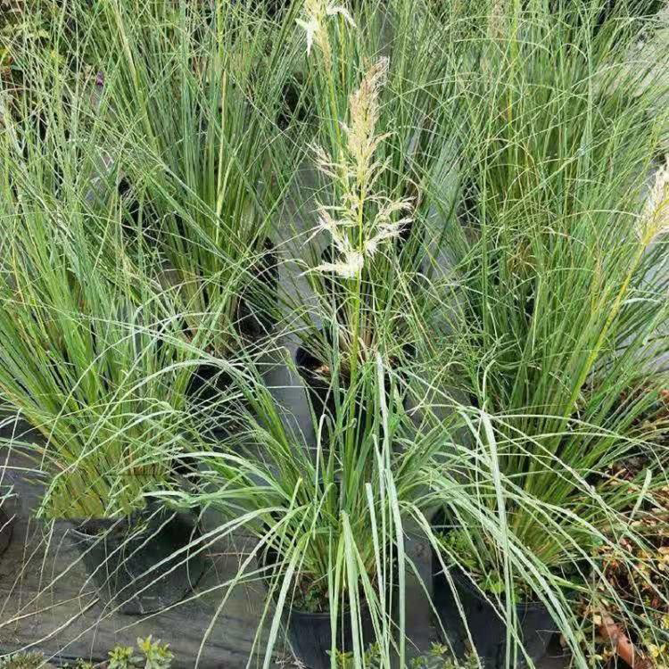 青州苗圃种植花叶矮蒲苇 水生景观绿化植物蒲苇批发 夏杰花卉 绿化用