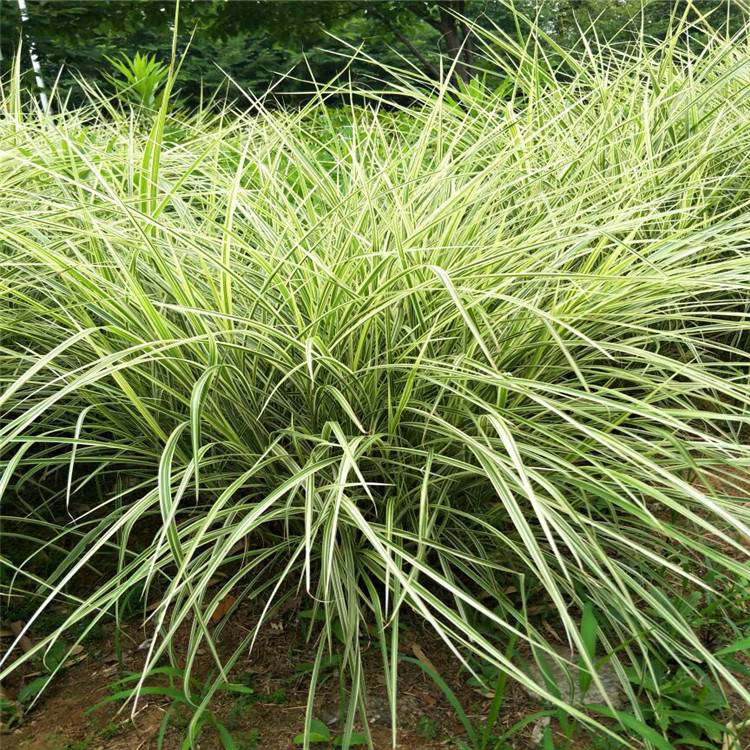 细叶芒花叶芒工程绿化苗 基地种植