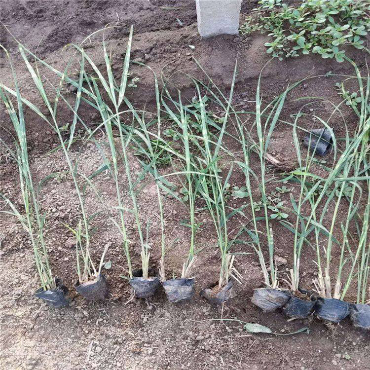 基地批发花叶芒 耐湿观赏草花叶芒 夏杰花卉 公路草花