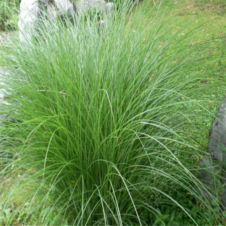 晨光芒种植基地 供应晨光芒小苗