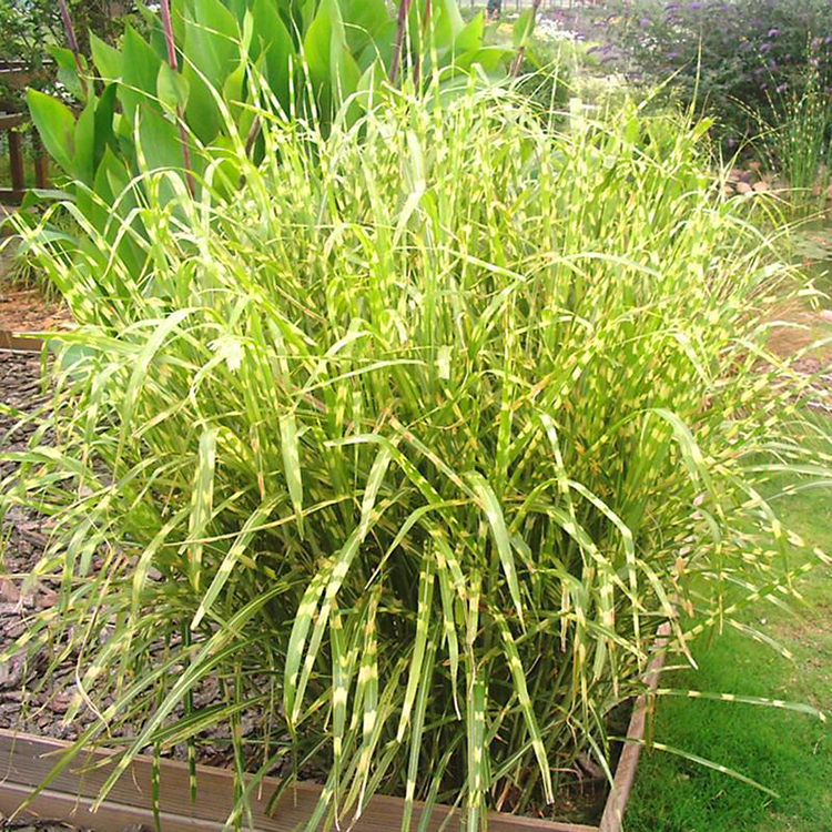 盆栽斑叶芒基地 大量斑叶芒报价