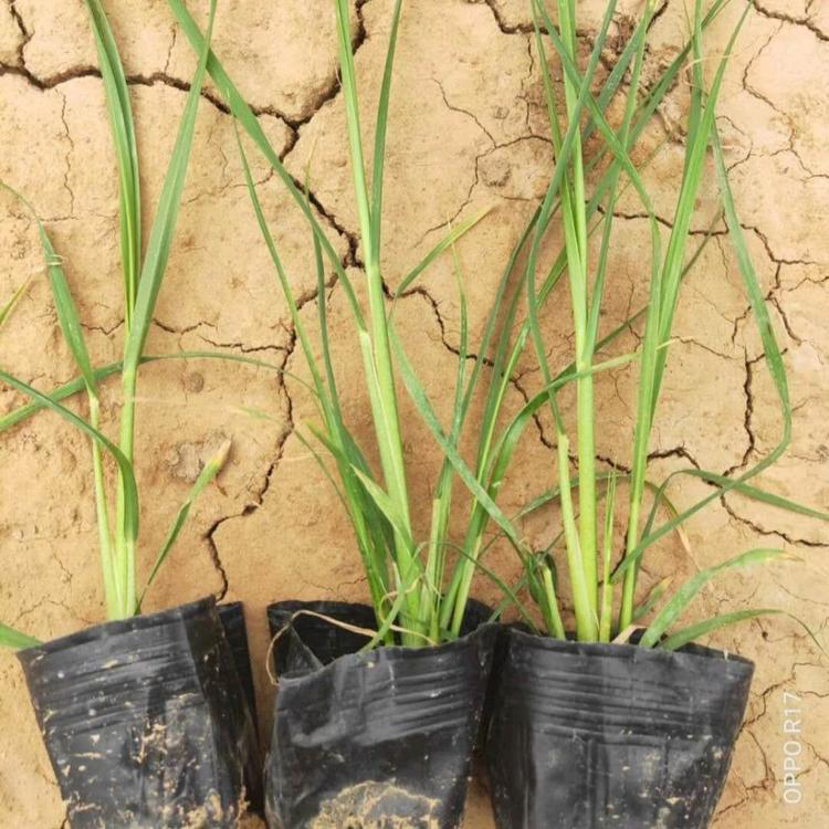 矮蒲苇种植批发 公园草花矮蒲苇 矮蒲苇批发价格
