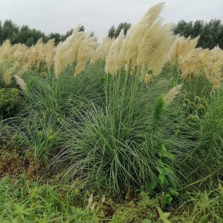 长期供应矮蒲苇 基地种植