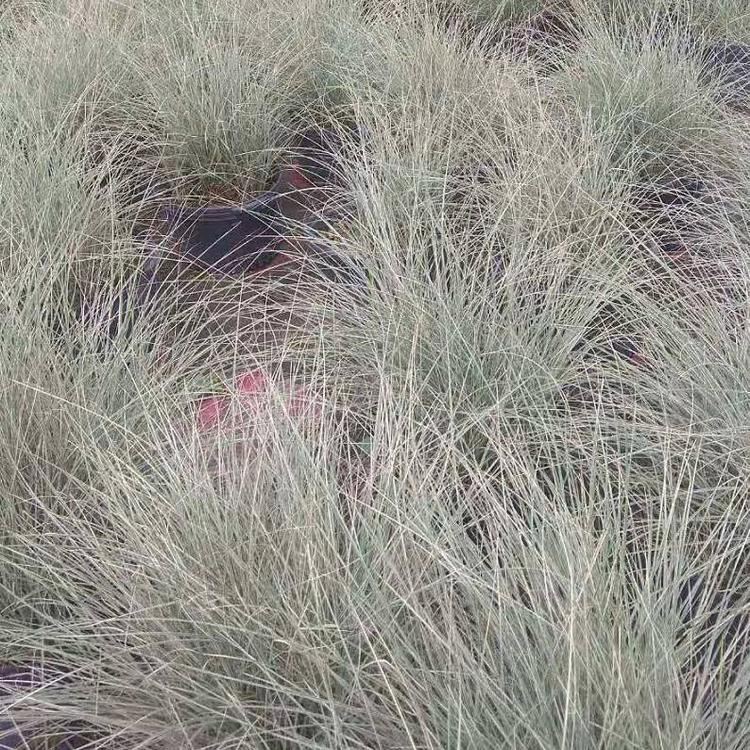 多年生草本植物晨光芒 广场组摆设计施工