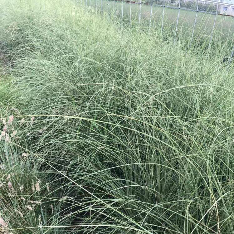 晨光芒杯苗出售 青州绿化地栽晨光芒