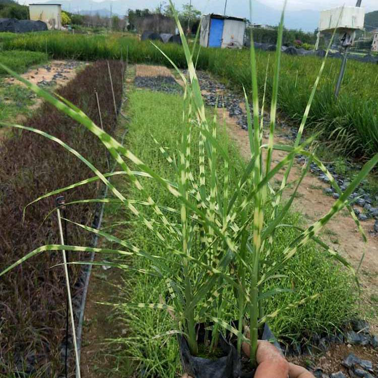 盆栽花卉花叶芒 基地大量花叶芒