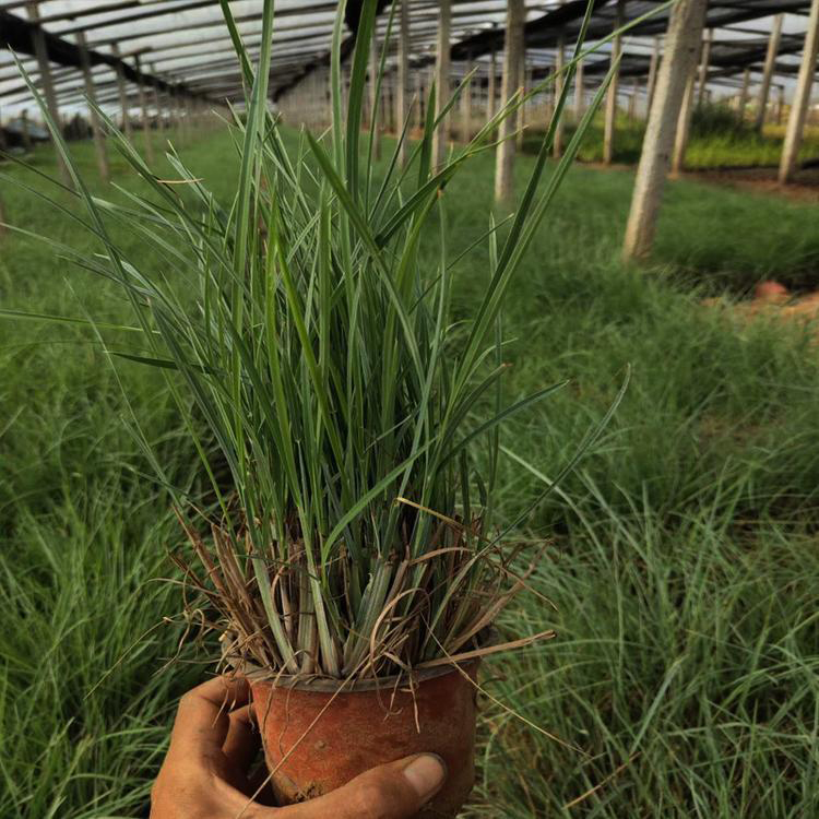 矮蒲苇花镜造景植物 矮蒲苇盆栽苗