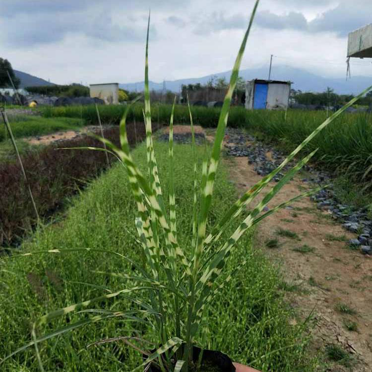 苗圃直供花叶芒 供应花叶芒批发 夏杰花卉 广场组摆设计施工