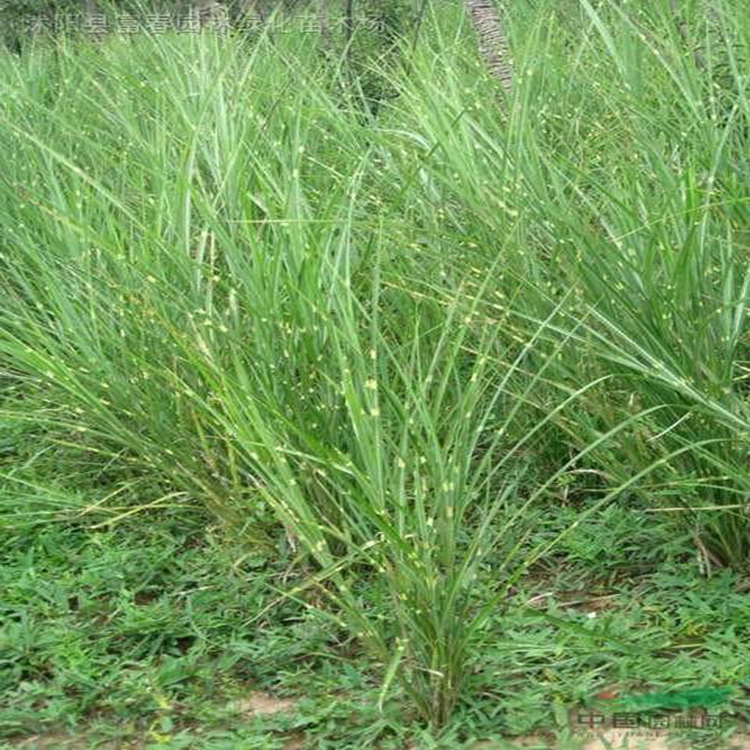 斑叶芒产地批发价格 委陵菜批发价格