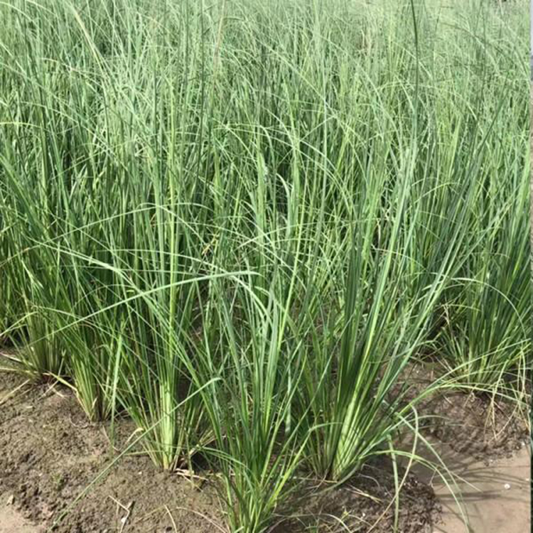 矮蒲苇北方基地 长期供应矮蒲苇 夏杰花卉 五一草花