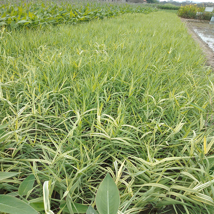 湿地造景晨光芒 青州绿化地栽晨光芒