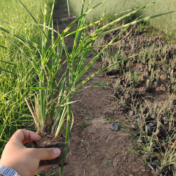 细叶芒花叶芒工程绿化苗 花叶芒批发基地