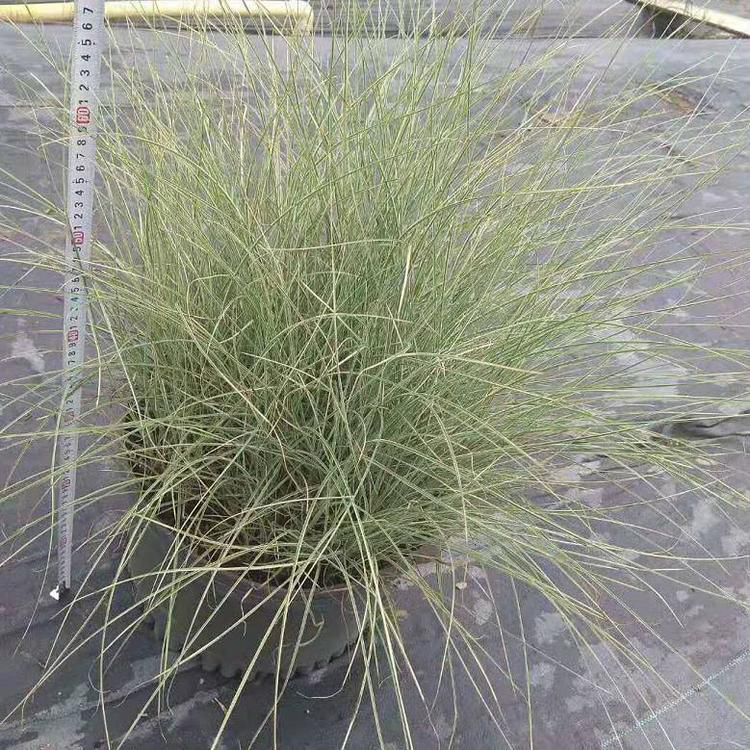 基地批发晨光芒 多芽晨光芒草袋苗价格