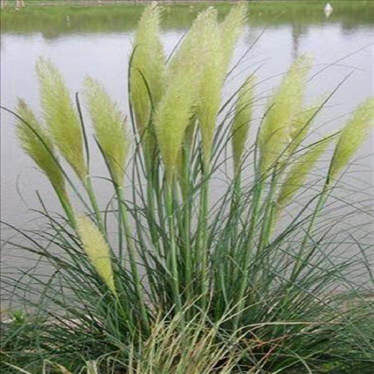观赏草粉羽蒲苇 绿化工程粉蒲苇 夏杰花卉 小区草花