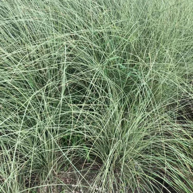水生植物晨光芒 公园 道路两旁