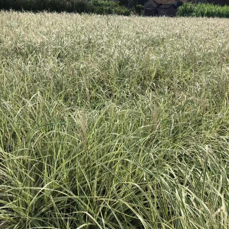 多年生花叶芒植物 青州观赏盆栽斑叶芒