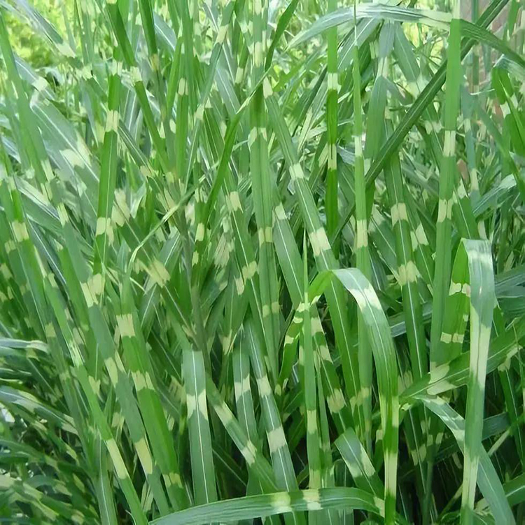 产地批发斑叶芒 山东斑叶芒种植基地 夏杰花卉 十一草花