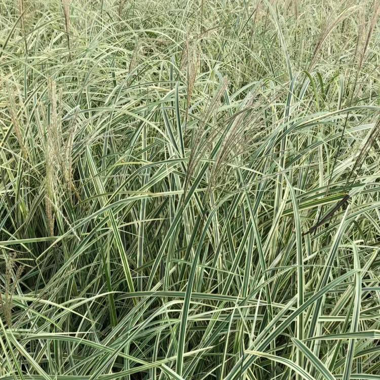 基地批发花叶芒小苗 盆栽花叶芒出售 花叶芒供货商 货到付款