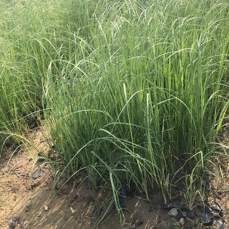 矮蒲苇北方基地 防止水土流失矮蒲苇 夏杰花卉 公路草花