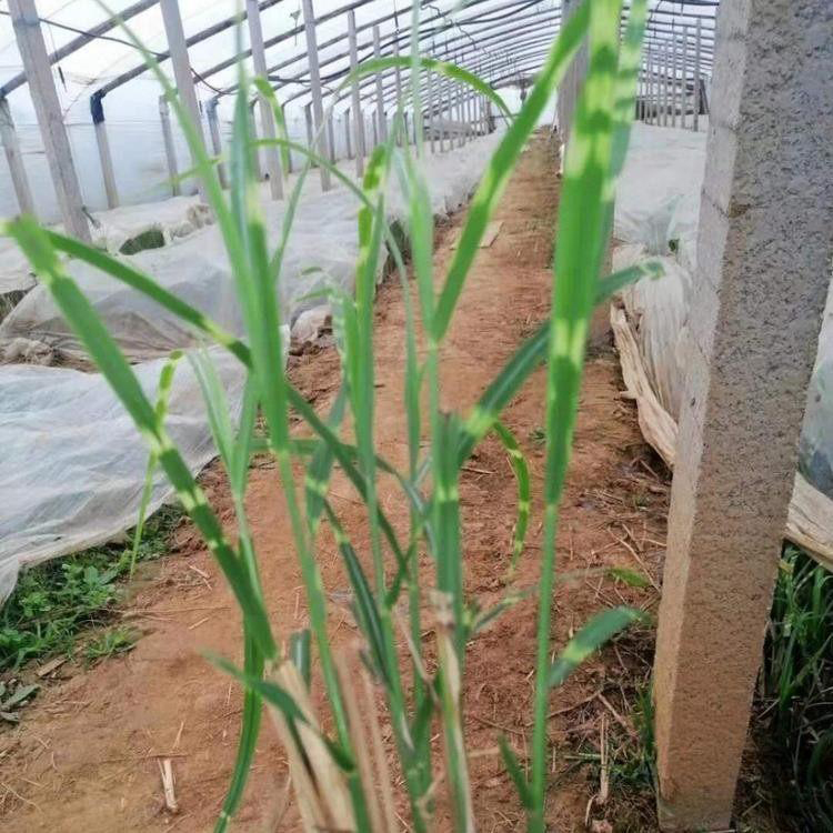 水生植物花叶芒基地 湿地绿化花叶芒 夏杰花卉 市场报价