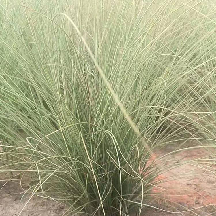 绿化用观赏草晨光芒草小苗 绿化用